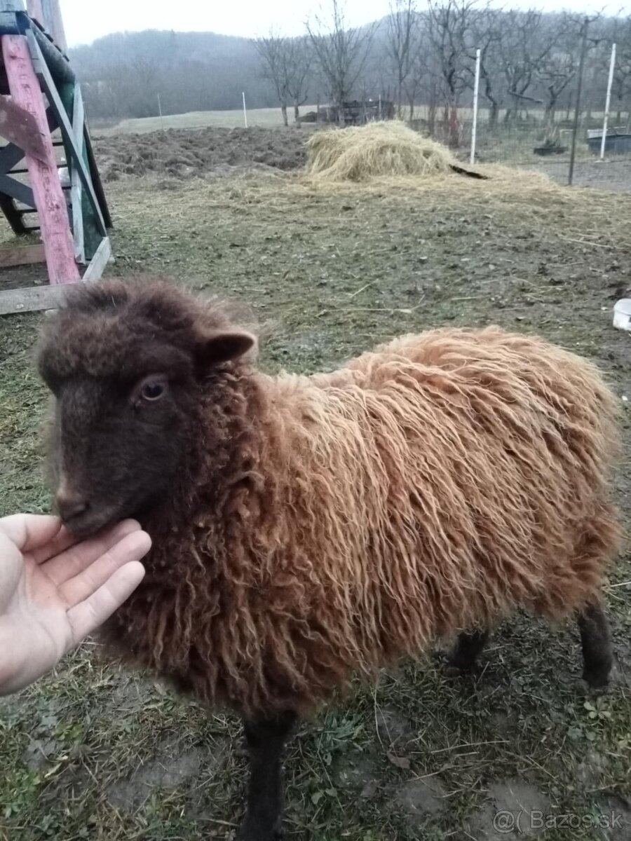 Quessandské ovce a mini koza - 4