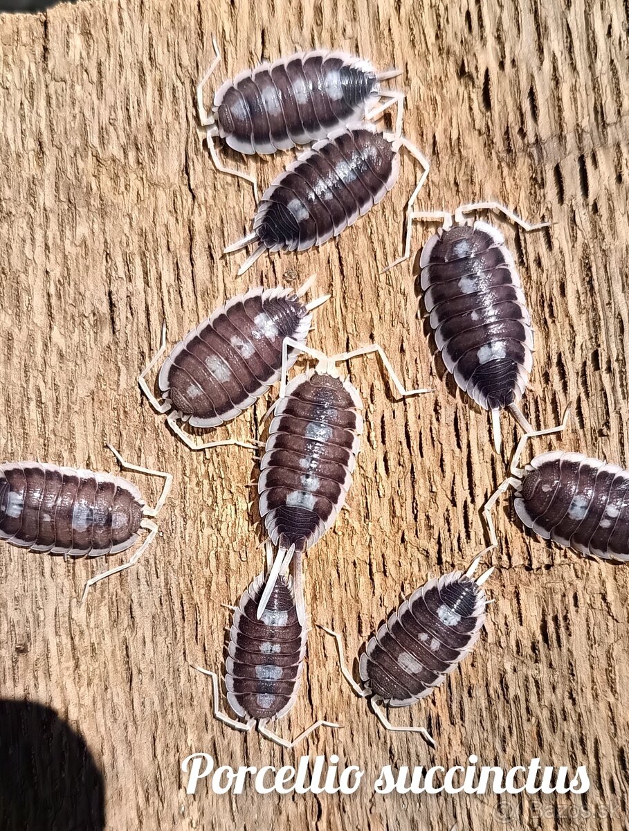 ❤️Exotické isopody - 4