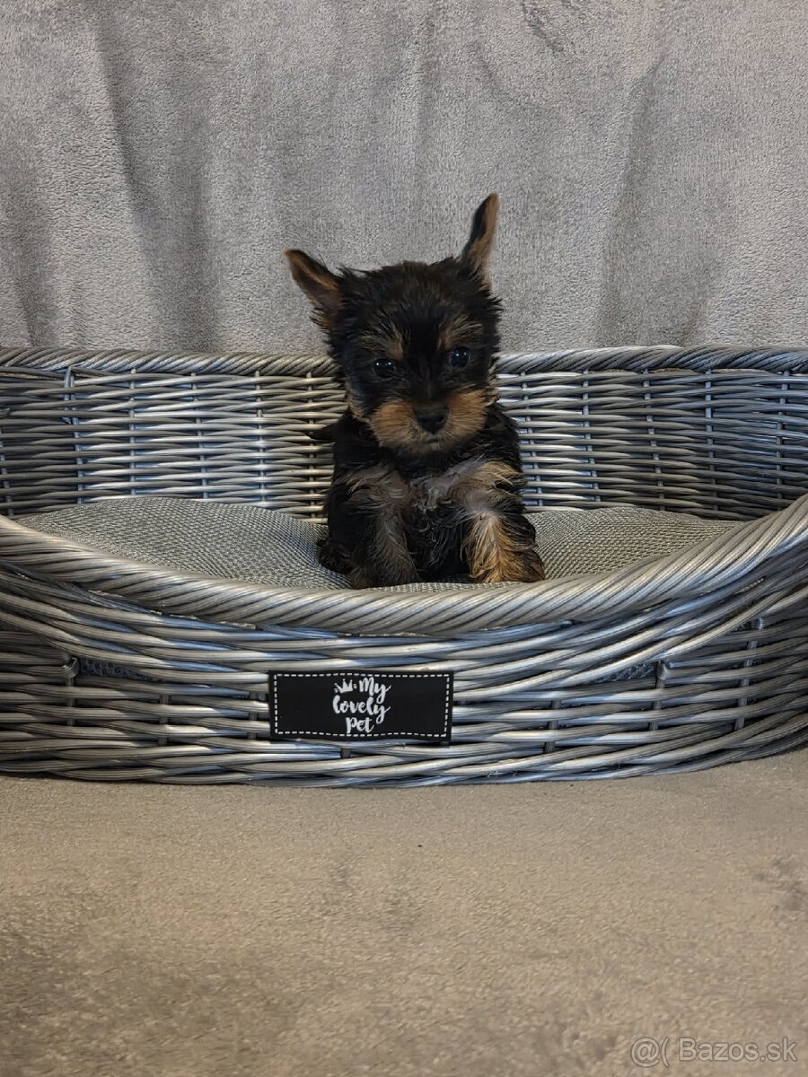 Yorkshirsky terier - 4