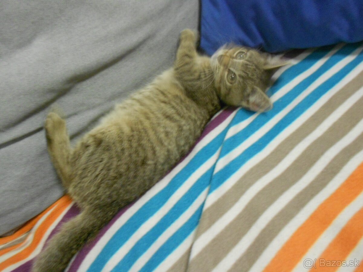 Darujem mačiatko - 4