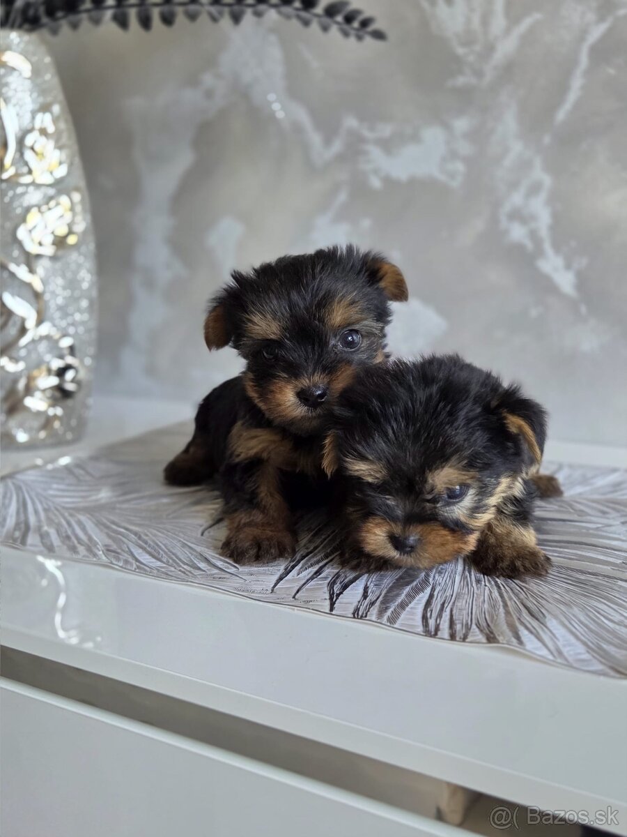 Yorkshirsky terier - 4