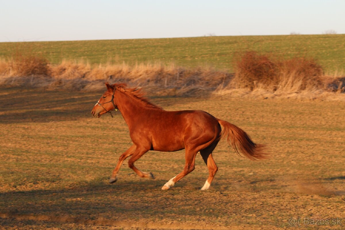 Prenájom kobyly - 4