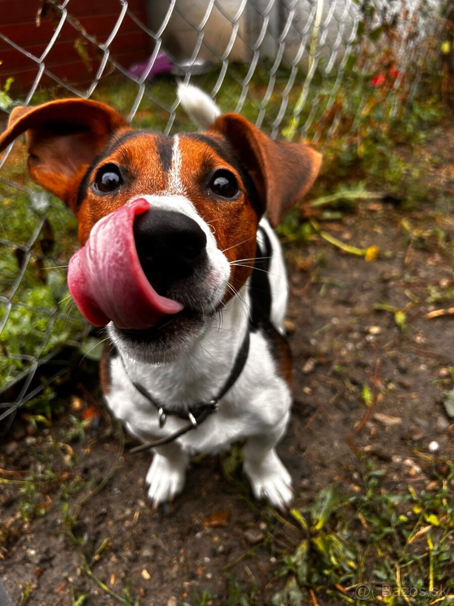 Jack russell psík - 4