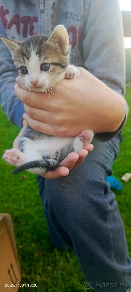 Darujem Mačiatka - 4