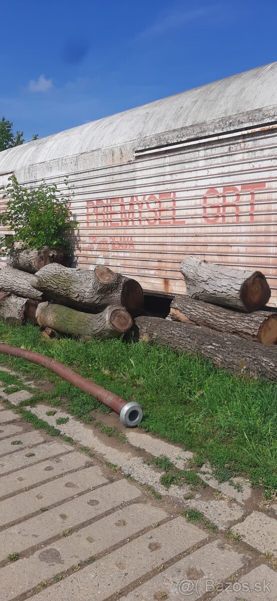 kmene orechové dreva - 4