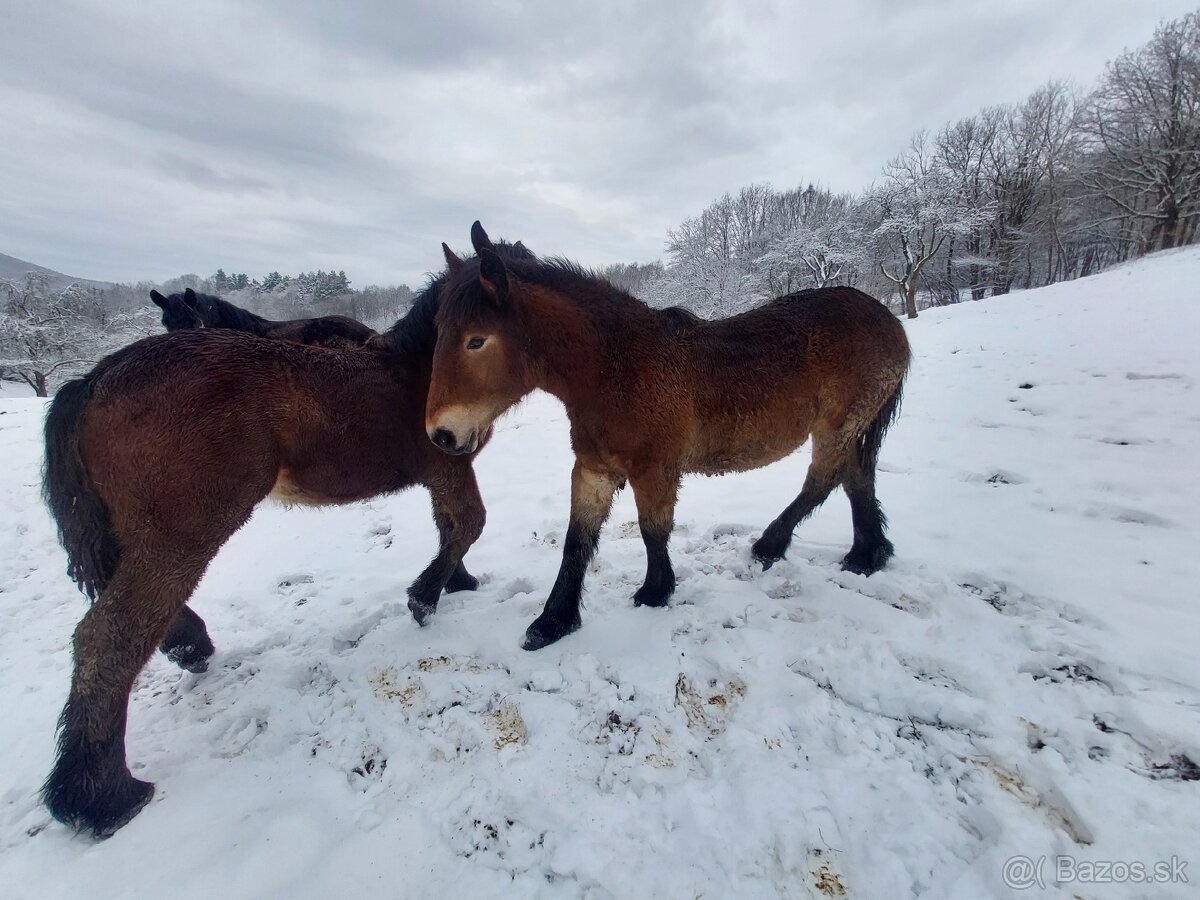 Predám dve ťažné kobylky - 4