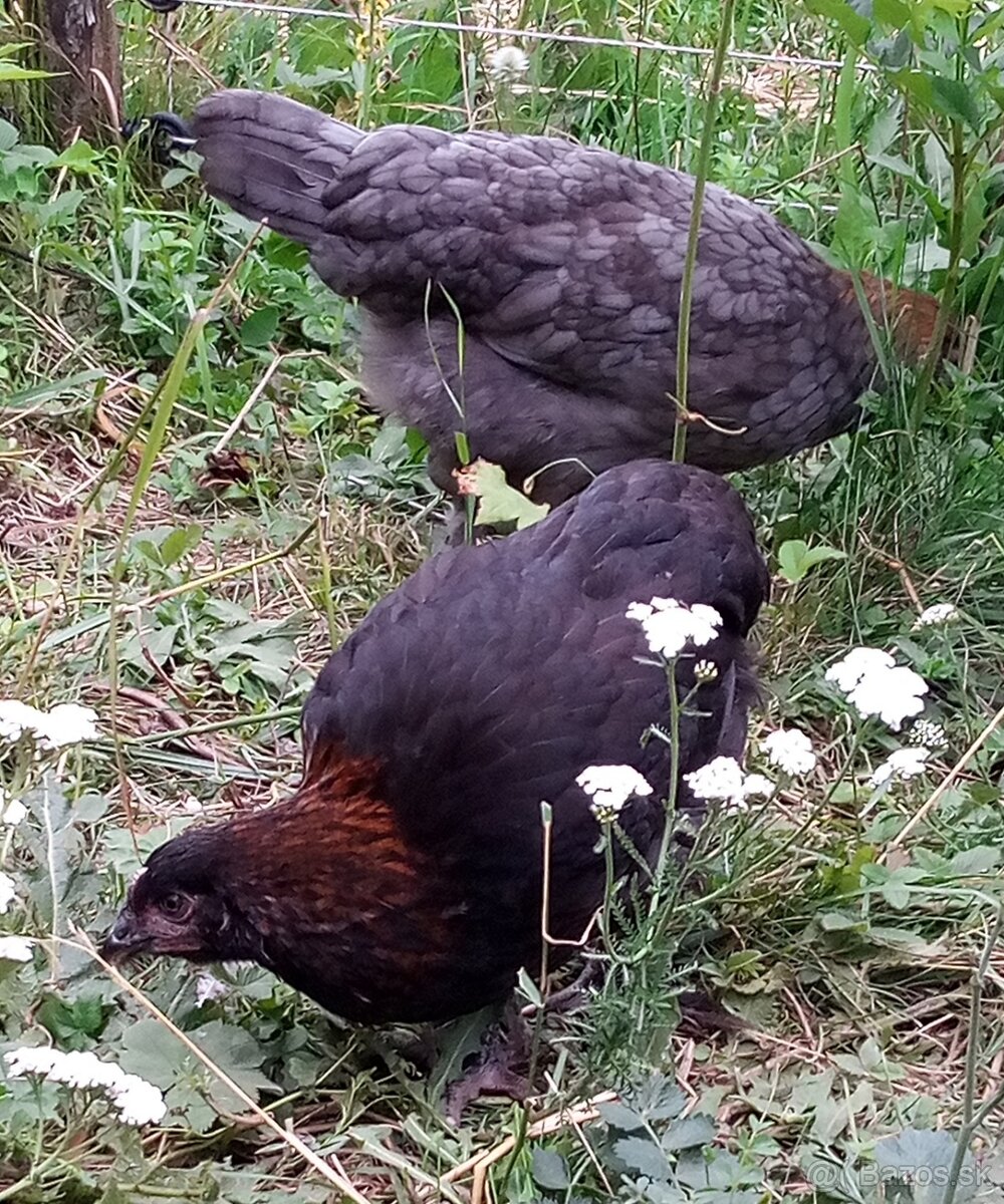 Maranska medenokrká - 4