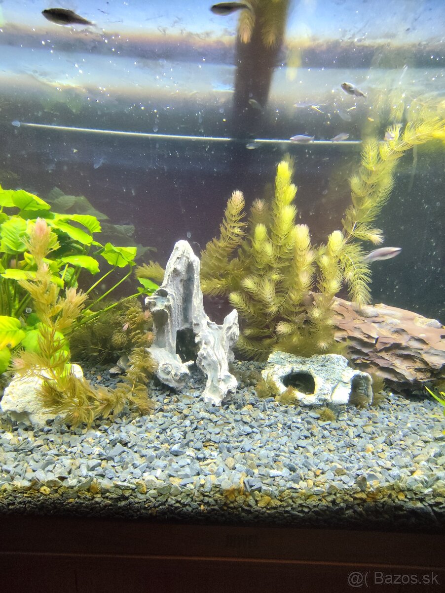 Akvárium - 4