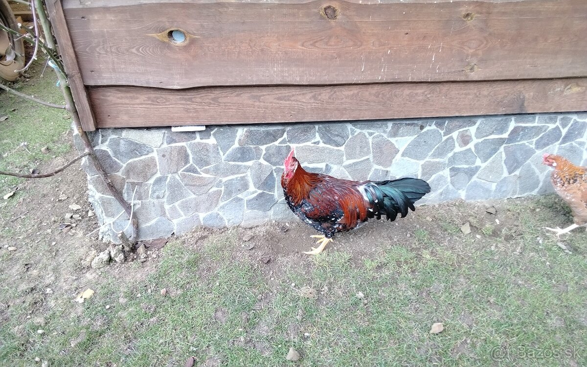 Vlaska porcelanova - 4