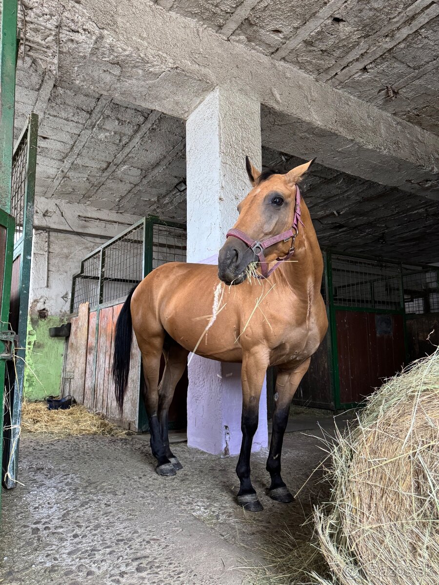 Žrebná kobyla AQH - 4