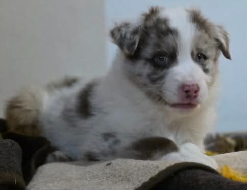 Border collie, kolia - 4