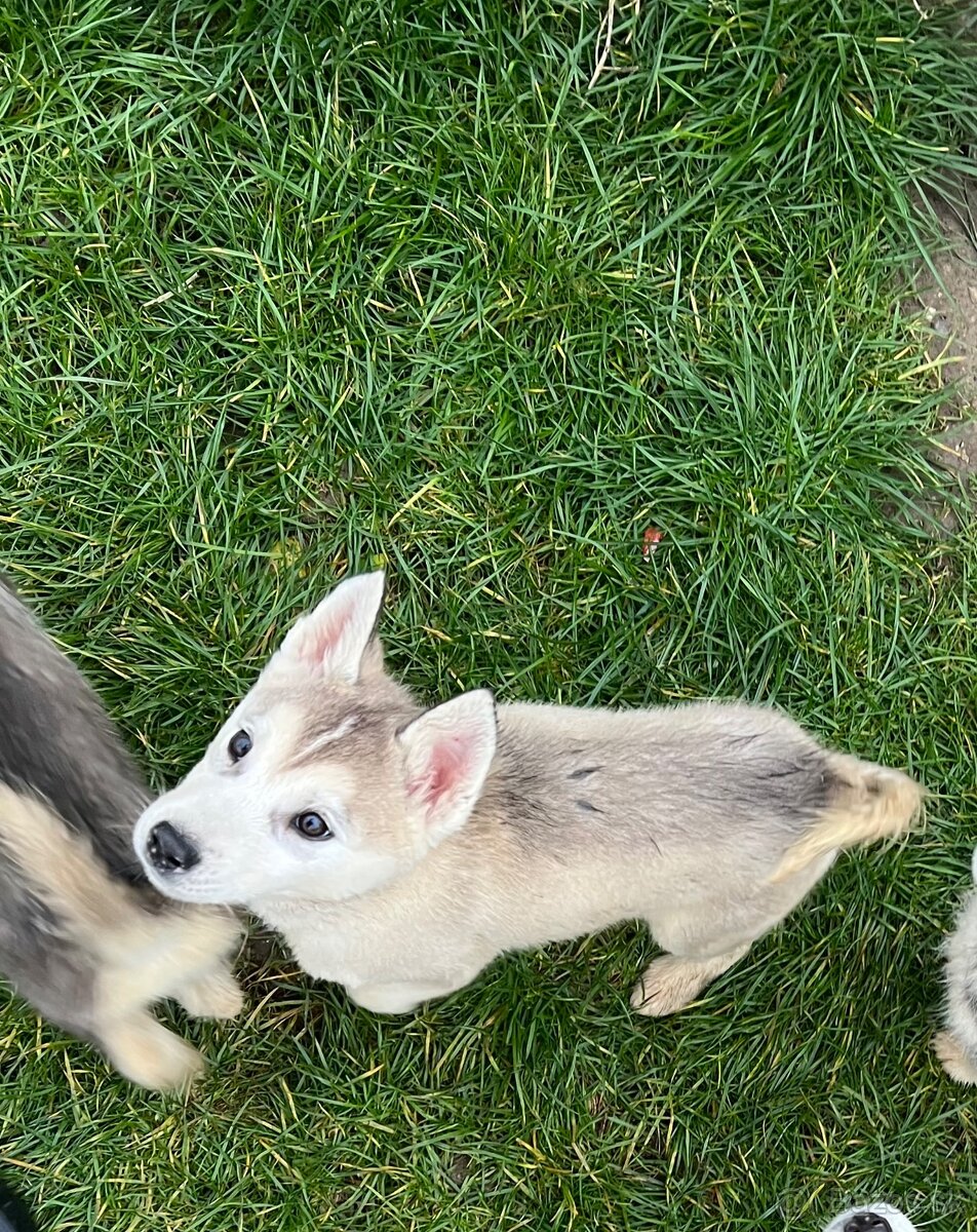 Steniatka sibirsky husky - 4