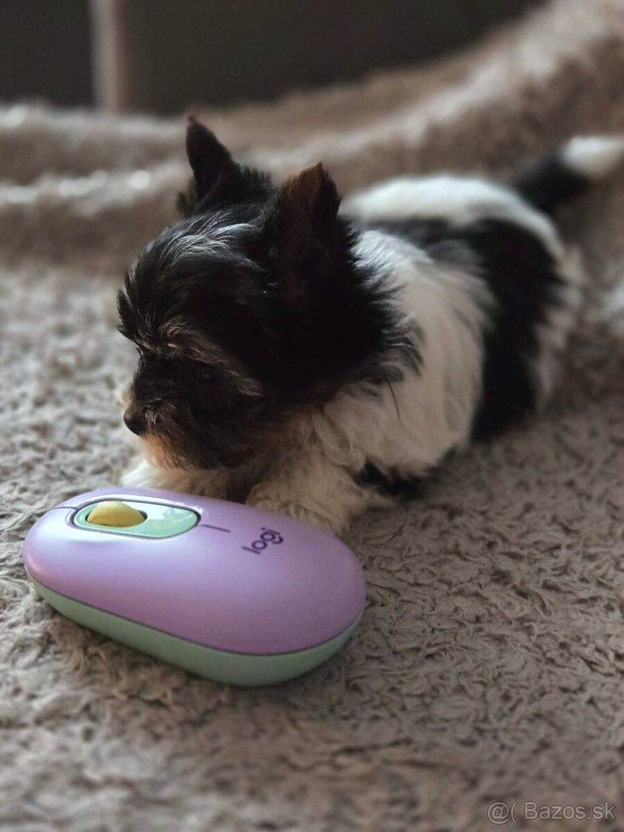 Biewer yorkshire terier Monty - 4