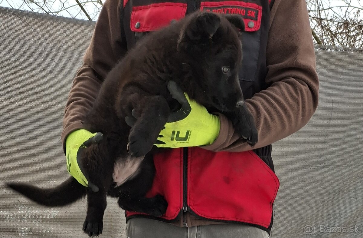 Nemecký ovčiak - 4