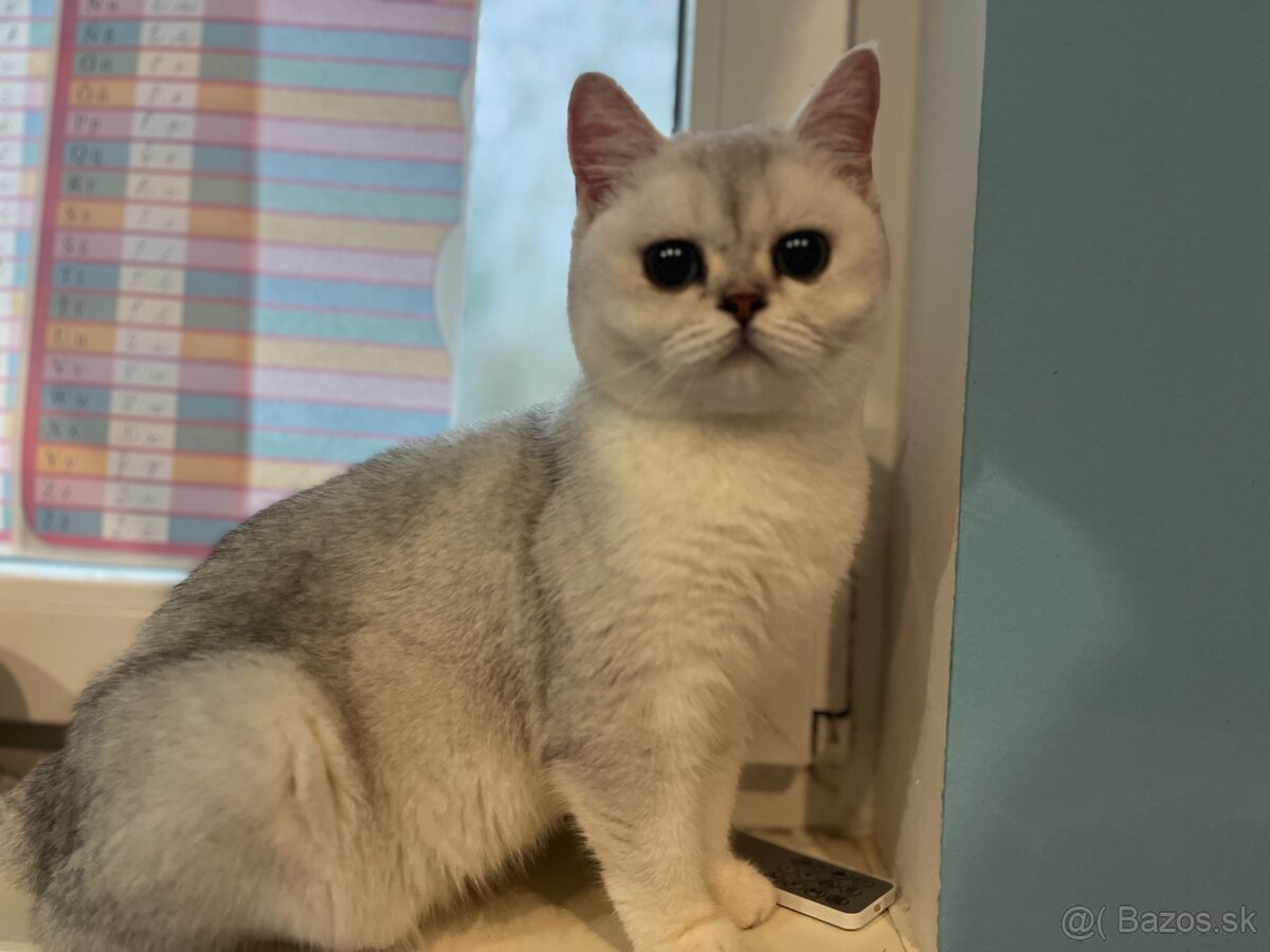 britska macka - 4