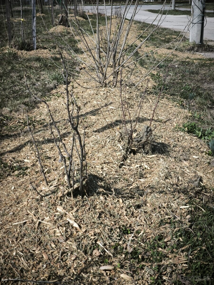 Drevná štiepka - 4