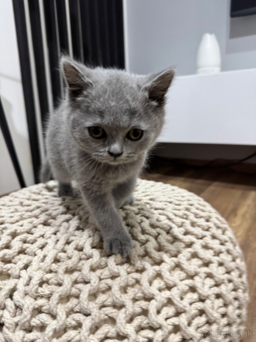 BRITSKÉ MODRÉ MAČIATKA - 4