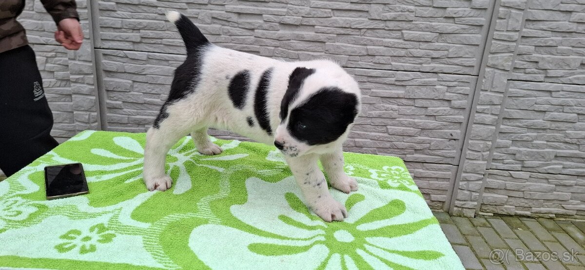 Stredoázijsky ovčiak - 4