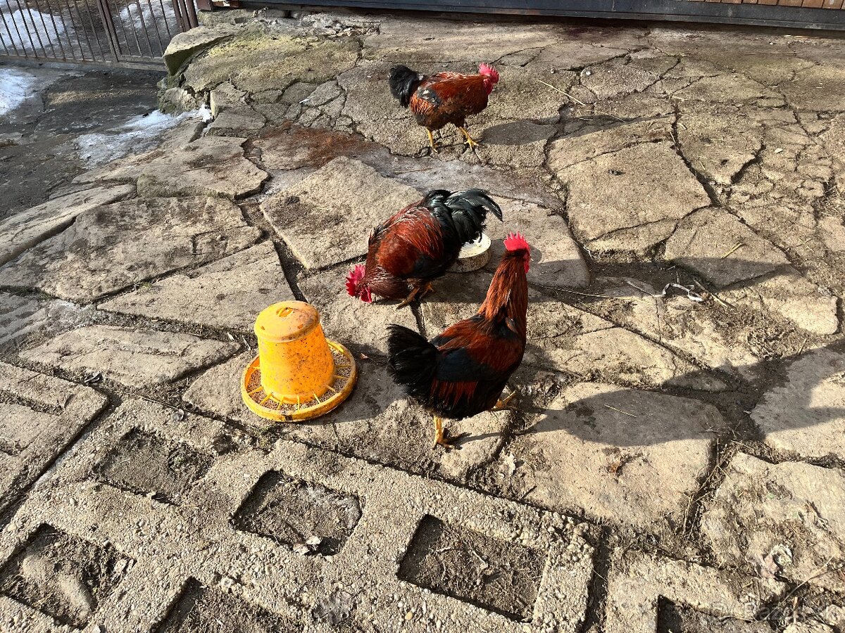 Predám kohúty Vlašáky - 4