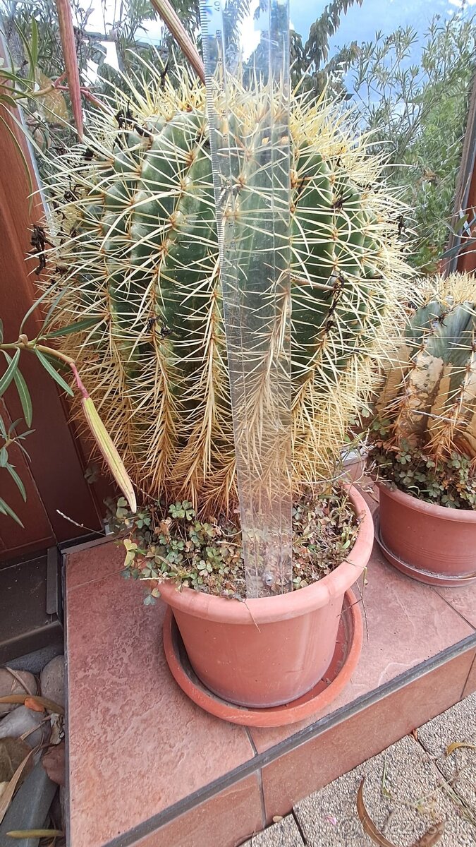 Kaktusy na predaj - 4