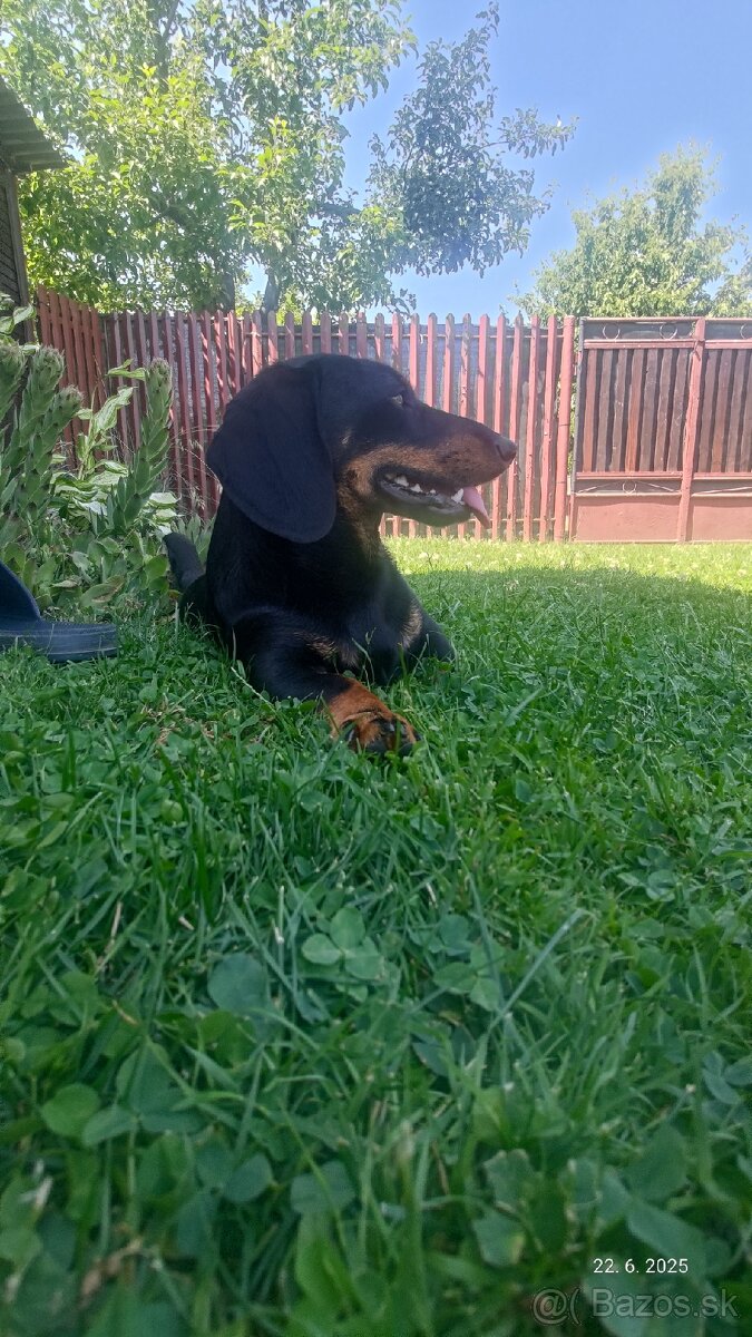 Jazvečík na krytie - 4