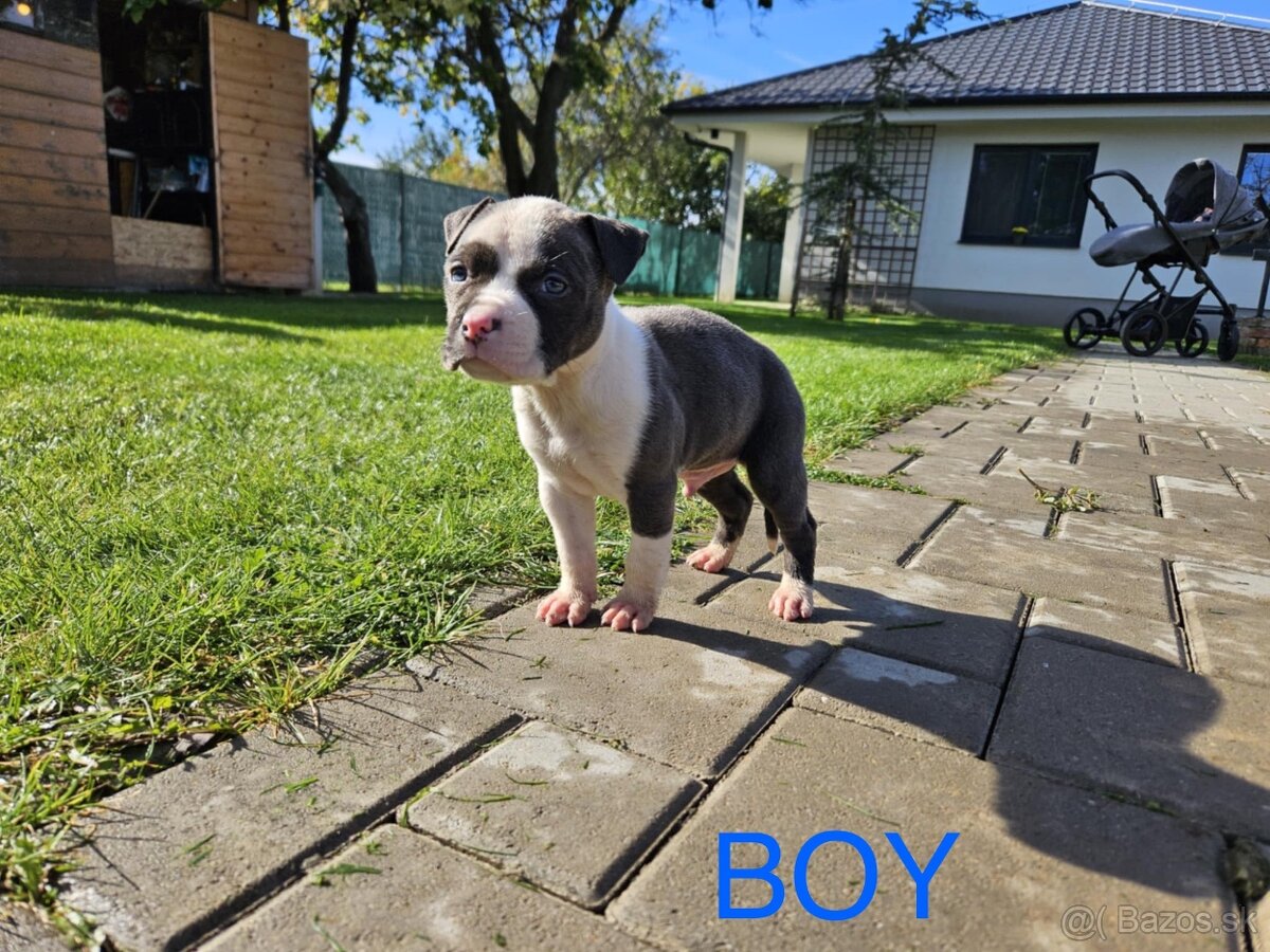 Šteniatká Amerického staffordshire teriéra - Blue - 4