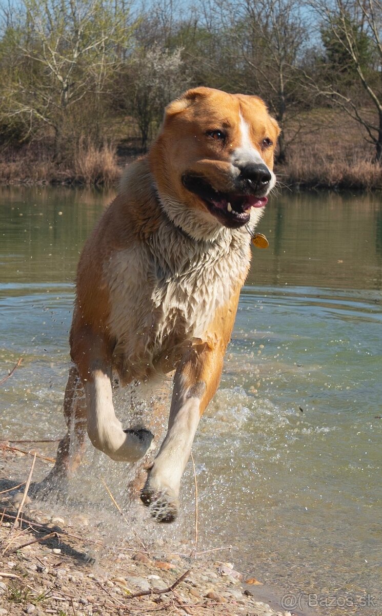 SAO Stredoázijský ovčiak Stredoazijsky ovčiak - 4