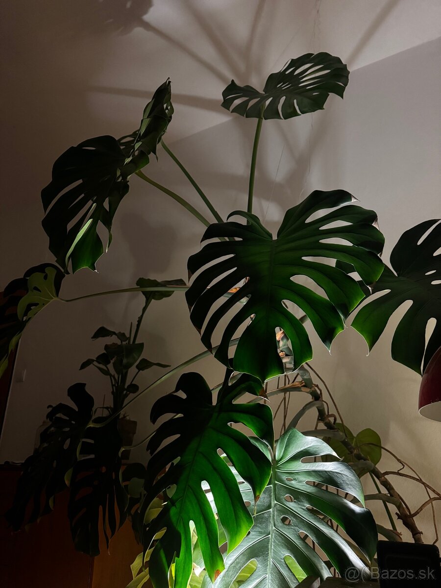 Monstera 190 cm - 4