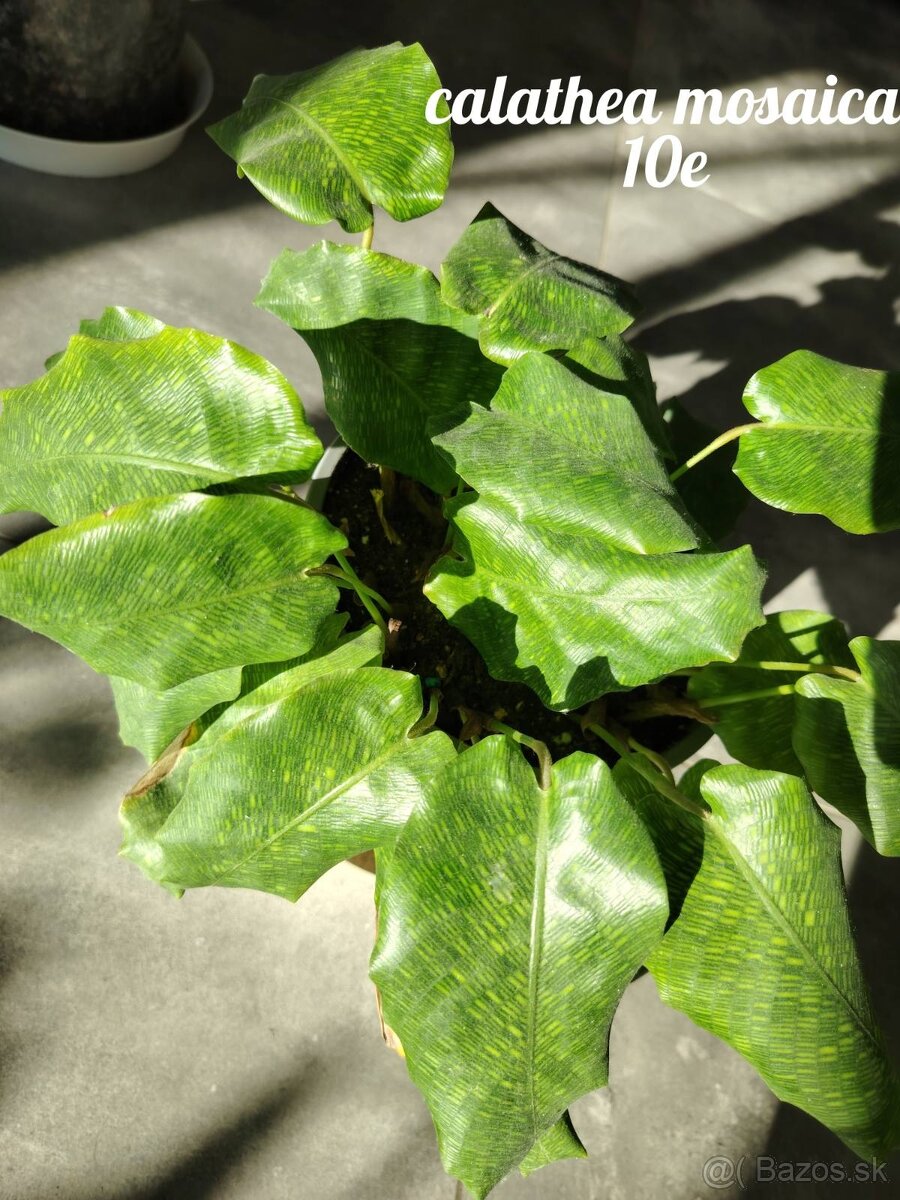 Izbové rastliny - 4