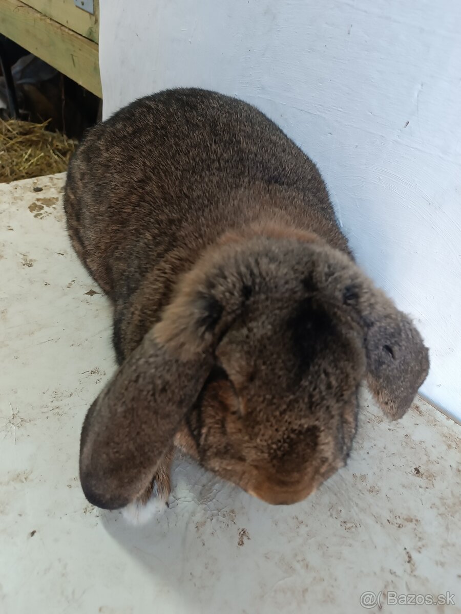 Francúzsky baran - 4