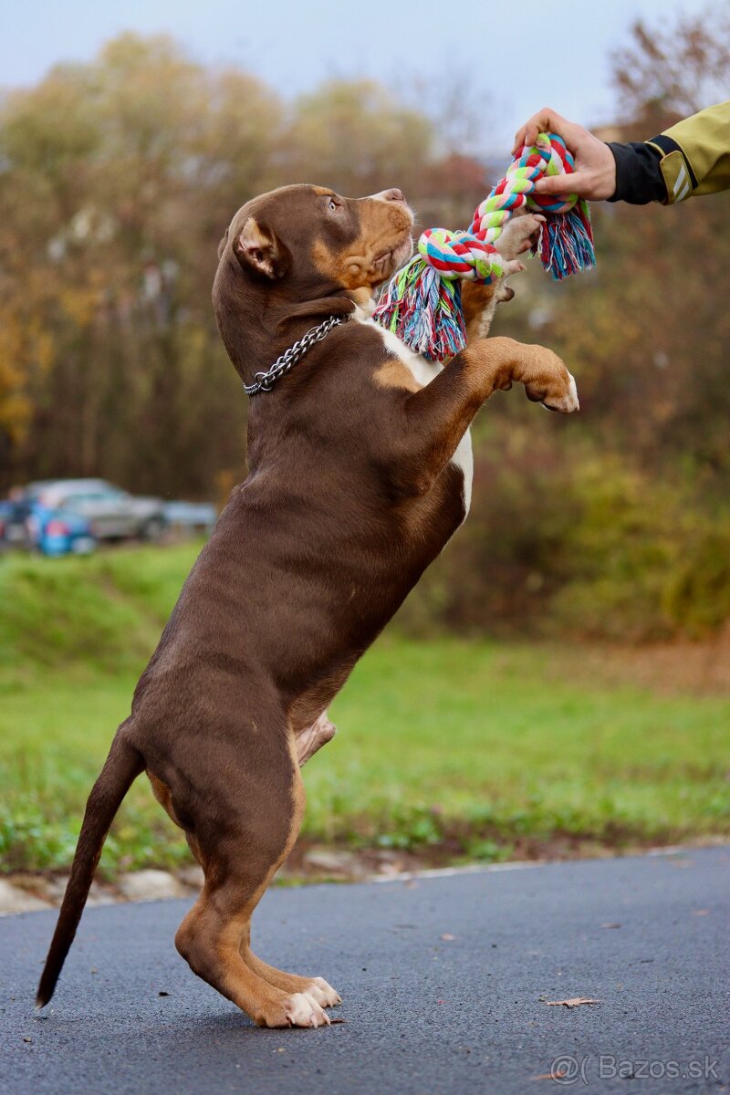 American bully XL, pitbull xxl - 4