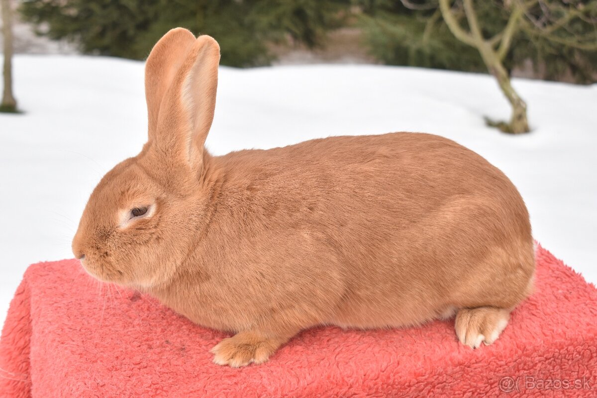 Predam Burgundsky - 4