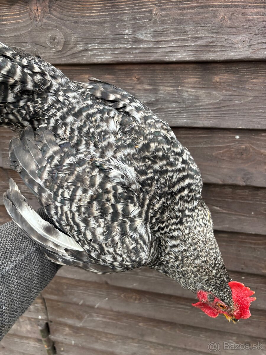 Jarabatý kohút - 4