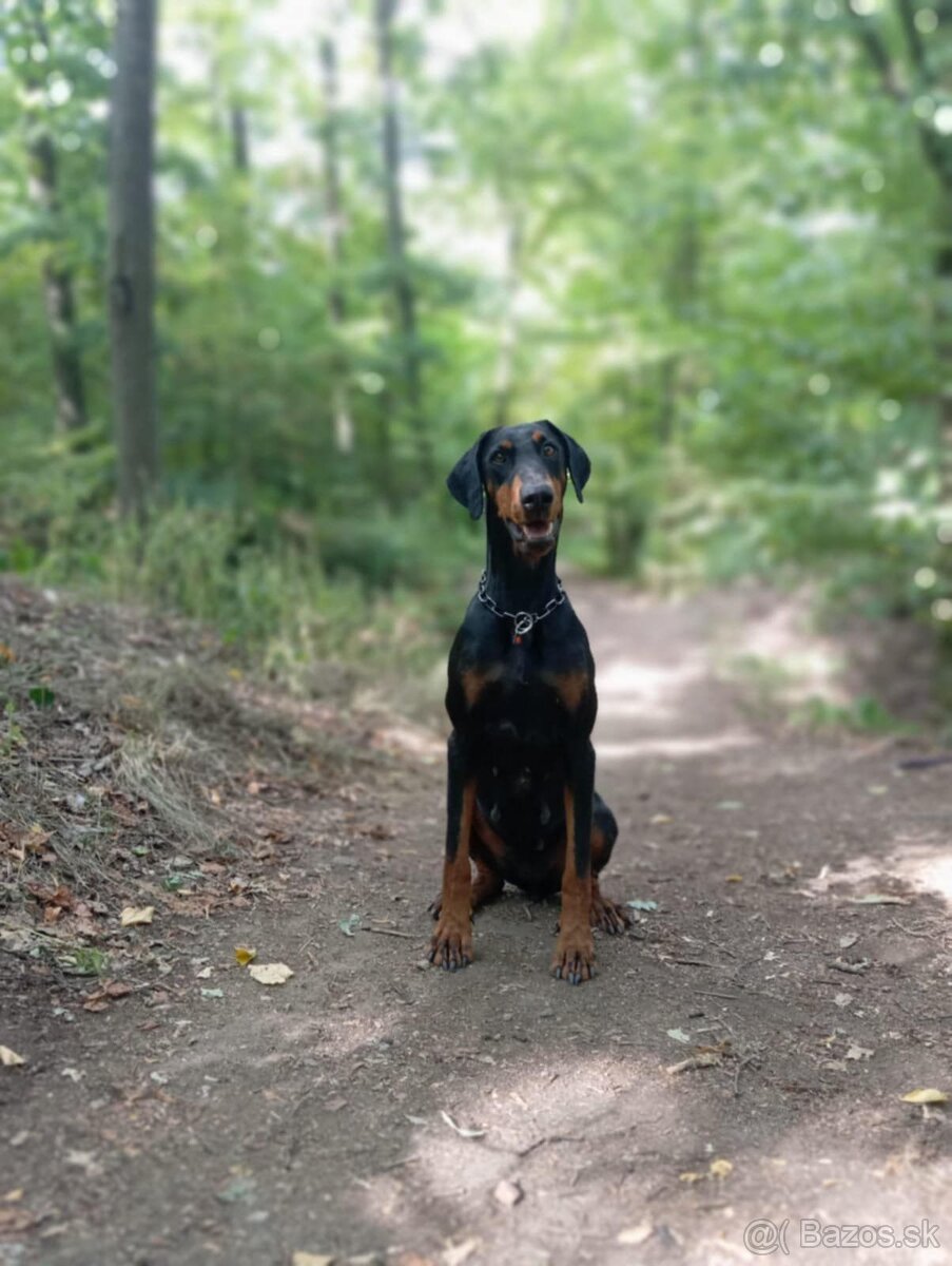 Doberman - štěňata s PP, možnost rezervace - 4