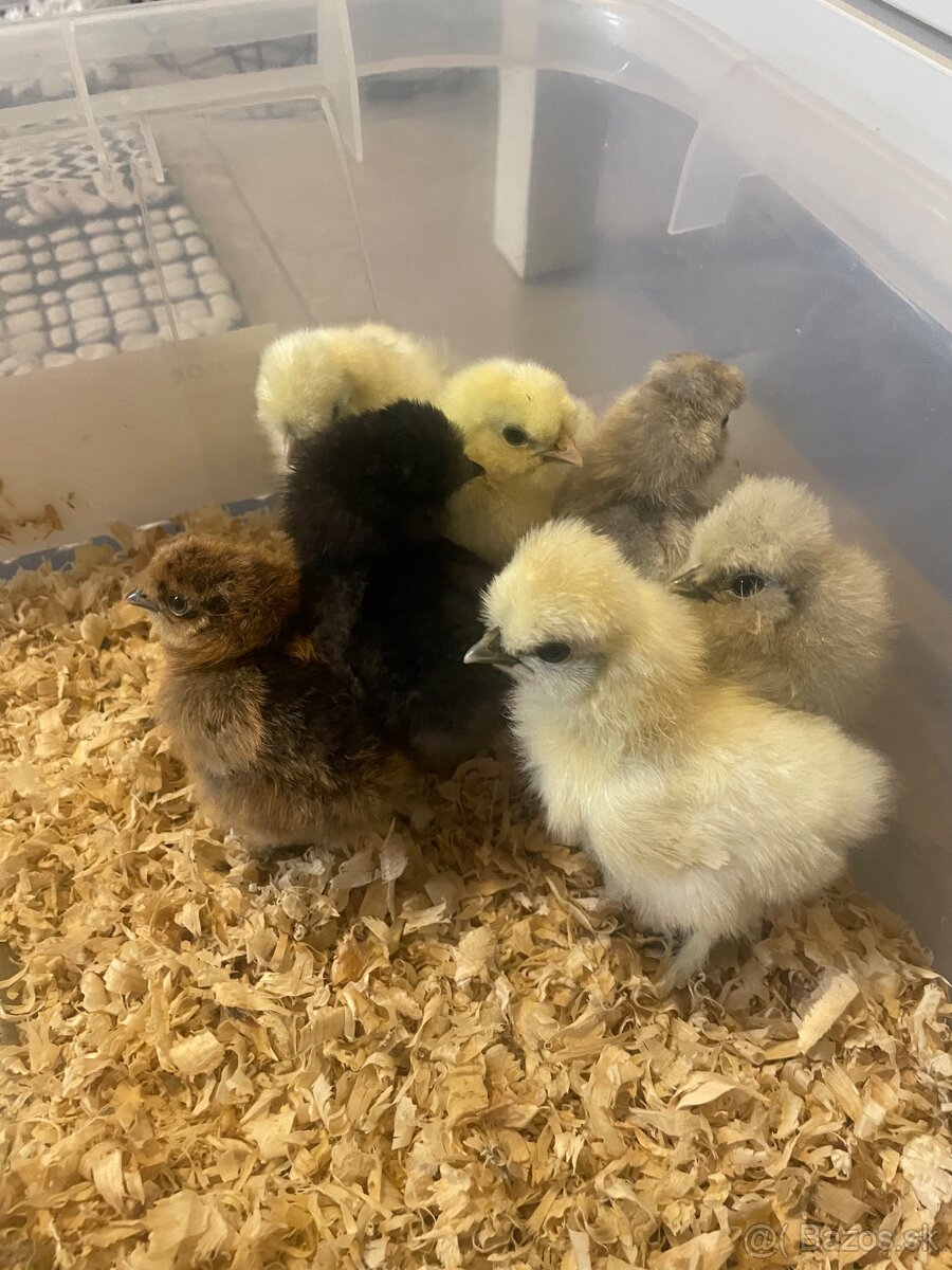 Kuriatka-hodvábnička EU - 4