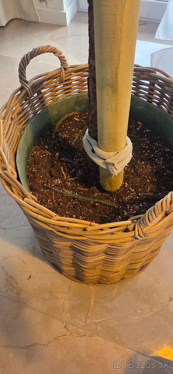 Araucaria cca 30 ročná - 4