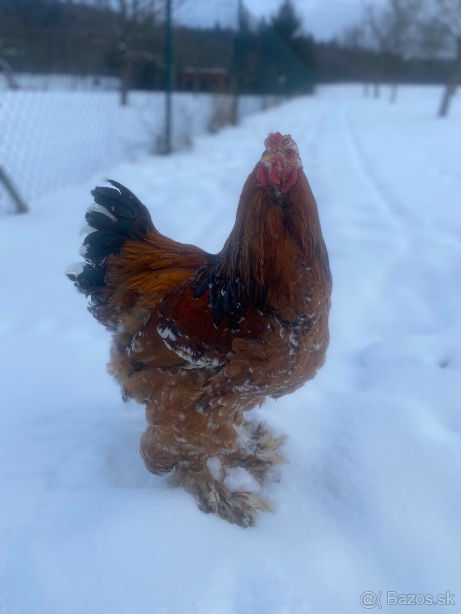 Brahmanka porcelanova - 4