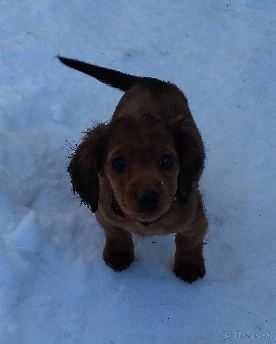 Jazvečík dlhosrsty štandard - 4