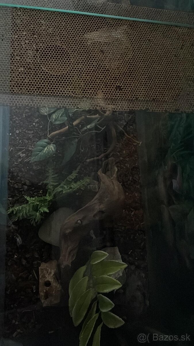 Predám terárium - 4