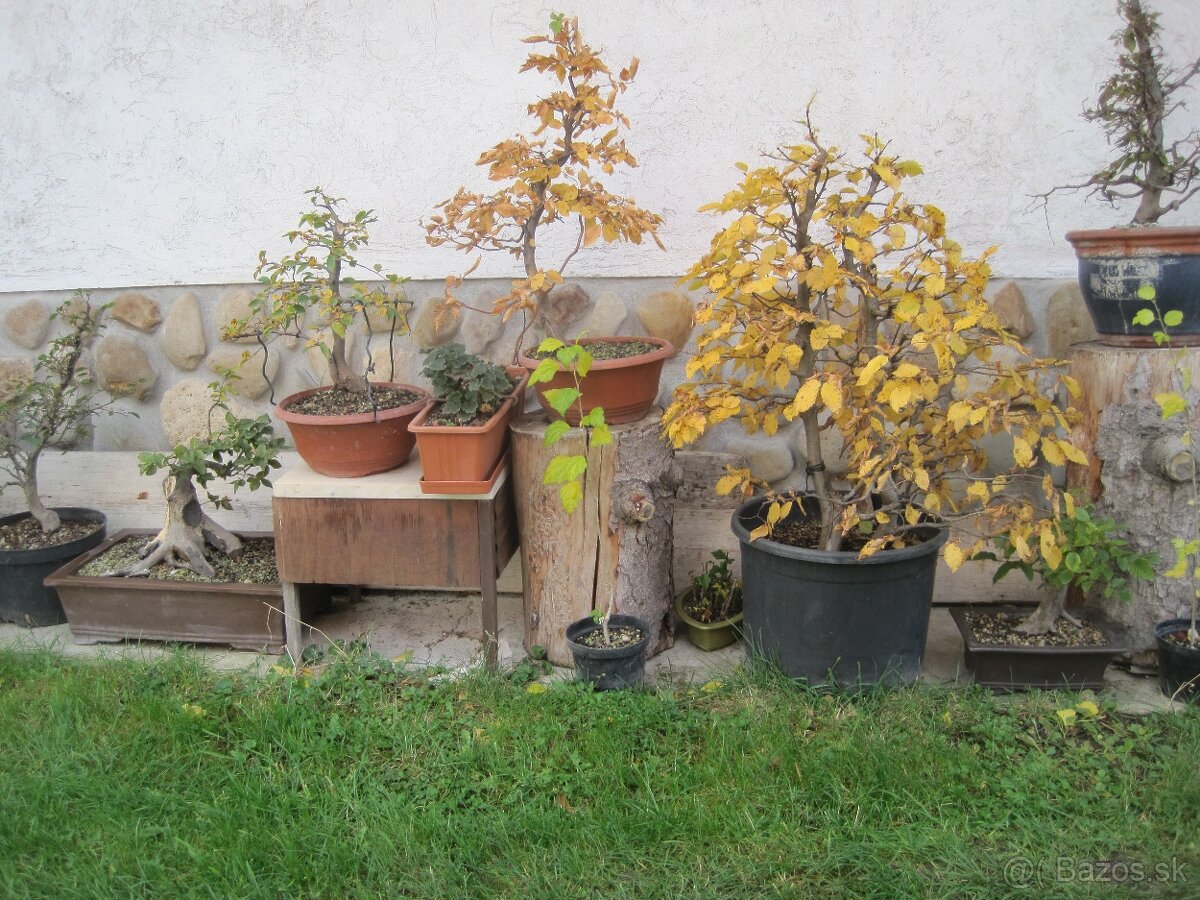 BONSAI,BONSAJ-DUB11 - 4