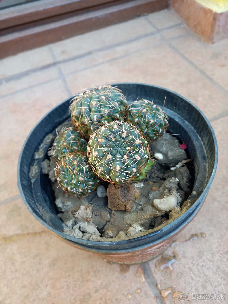 Predám staršie kaktusy - 4