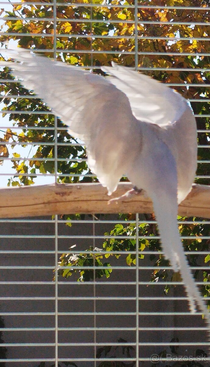 Alexander maly - chovný pár - 4