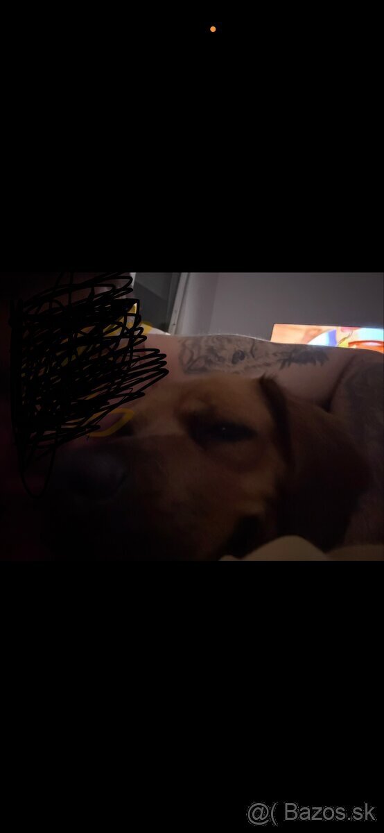 Darujem psíka do dobrých rúk - 4