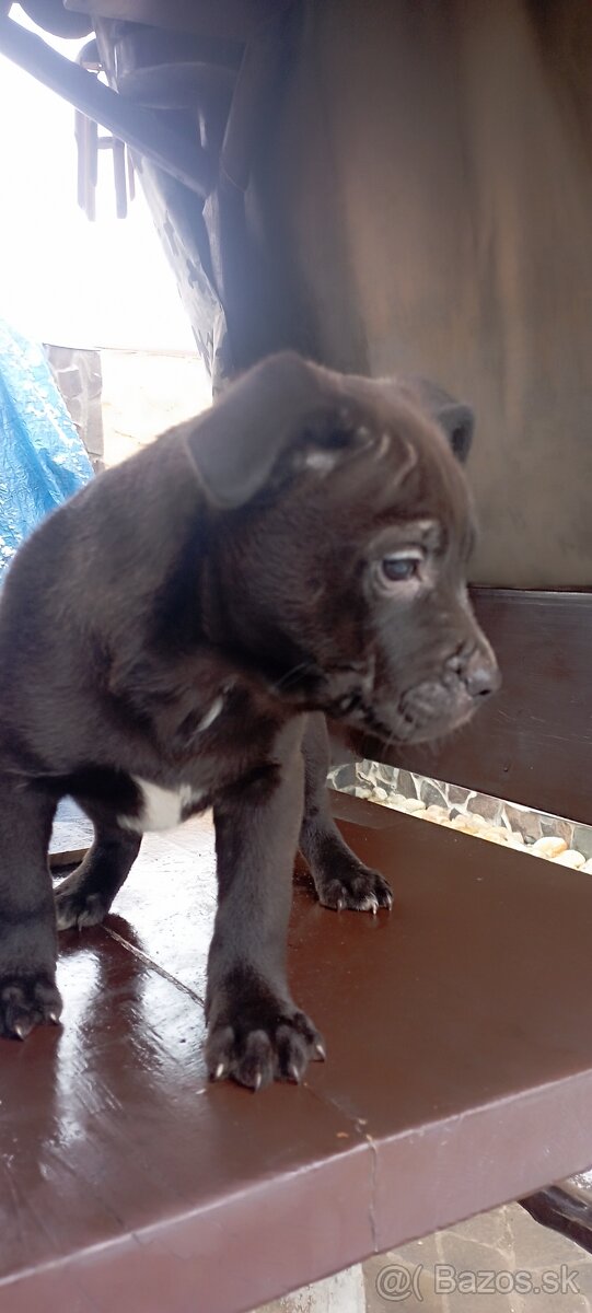 AMSTAFF KRÍŽENEC - 4