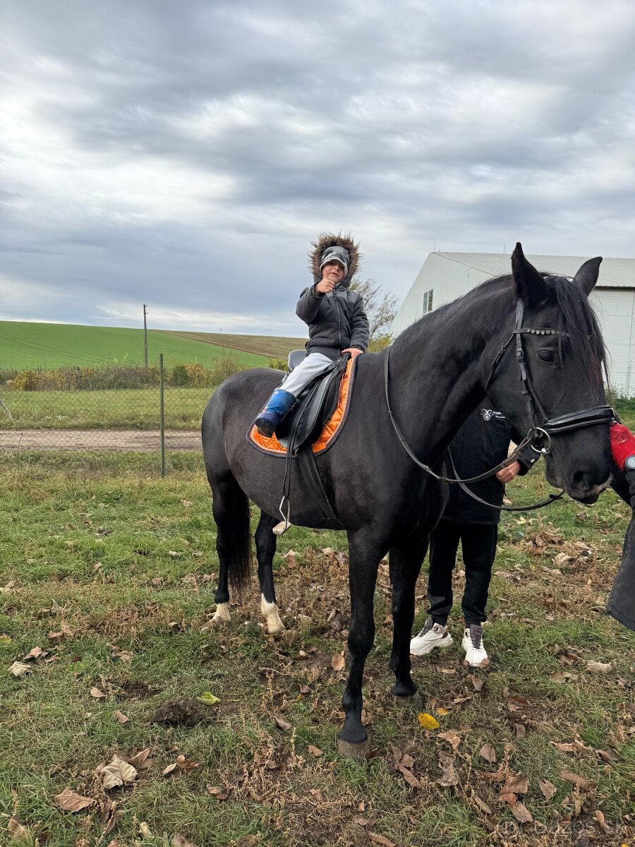 Predám Kladrubákov - 4