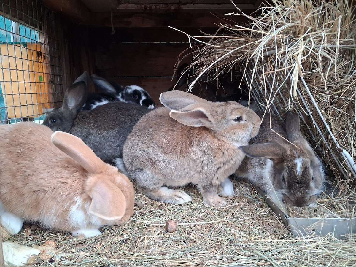 Predám králiky /zajace - 4