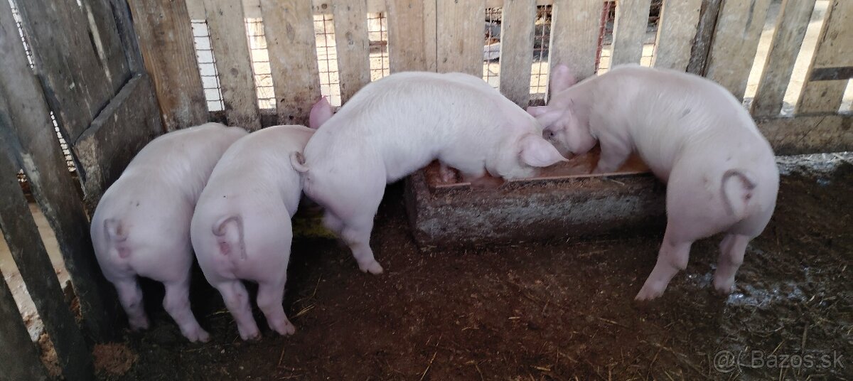 Predám odstavčata - 4