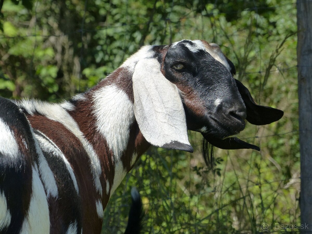 100 % anglonubijská kozička - 4