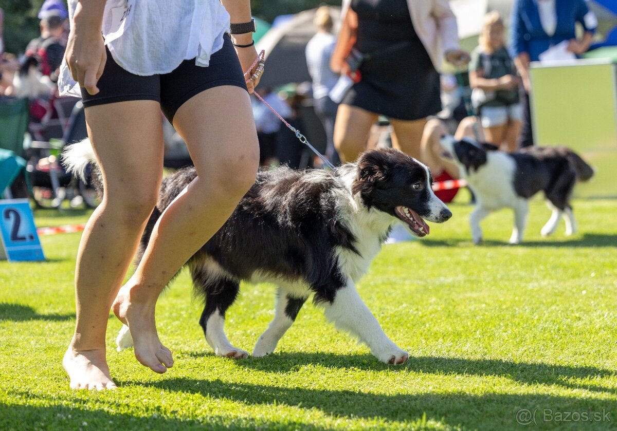 Border kólia s průkazem původu - 4