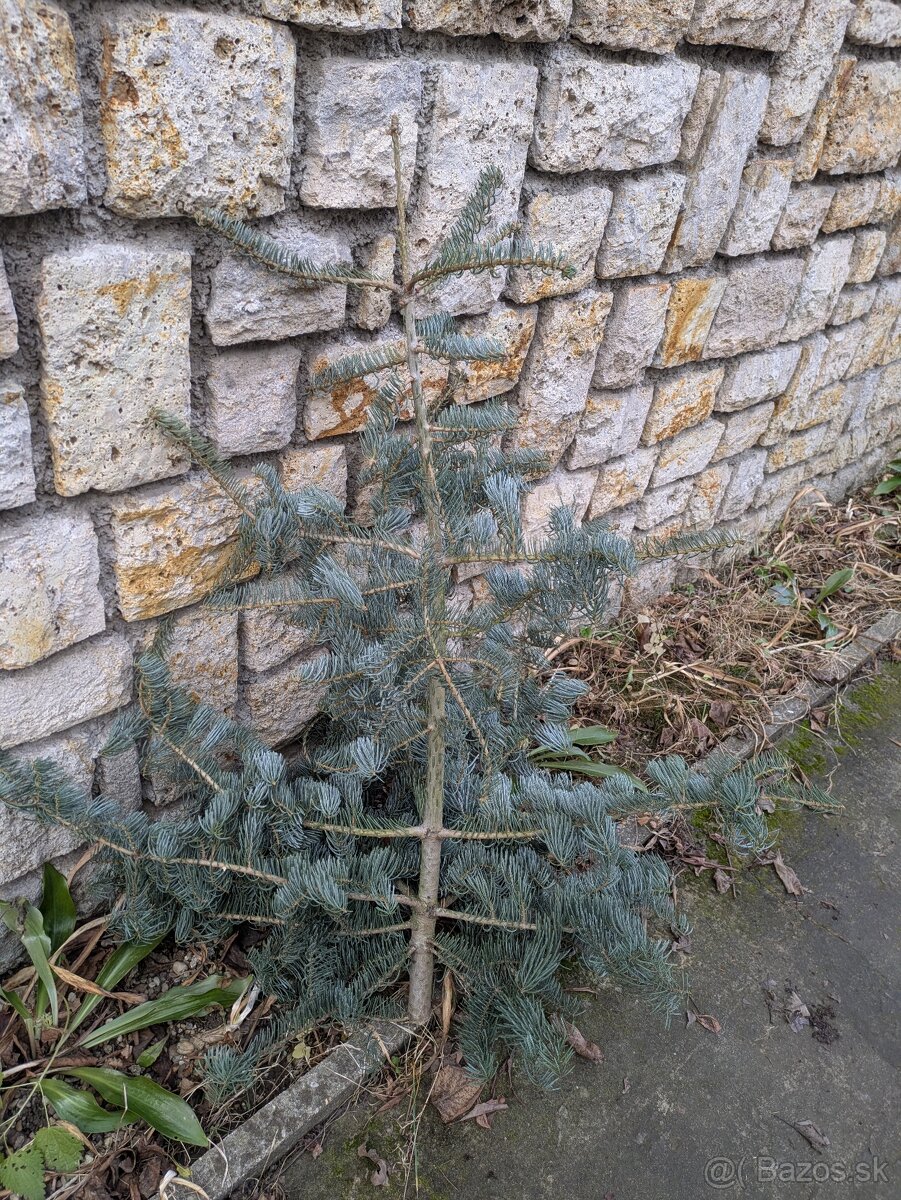 Živý vianočný stromček - 4